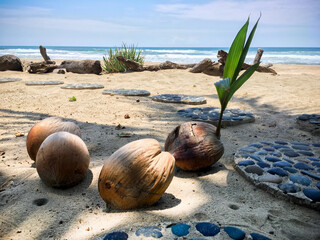 coconut on the beach, burgeon sprout, young shoots on the beach, shadows and path walk on the sand, sea and waves, good weather, tropical holidays, paradise island, wood trunks, relax and chill