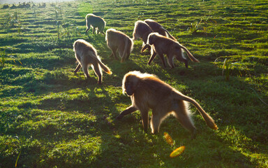 BABUINO GELADA -  Gelada Baboon (Theropithecus gelada), Parque Nacional Montañas Simien, Etiopia, Africa