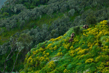 BABUINO GELADA -  Gelada Baboon (Theropithecus gelada), Parque Nacional Montañas Simien, Etiopia, Africa