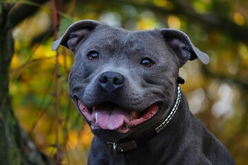 Close-up of English Staffordshire Bull Terrier in the Nature. Head Portrait of Blue Staffy with Colorful Background.