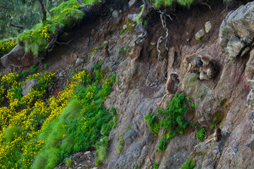 BABUINO GELADA -  Gelada Baboon (Theropithecus gelada), Parque Nacional Montañas Simien, Etiopia, Africa
