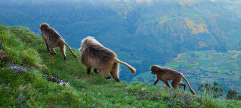 BABUINO GELADA -  Gelada Baboon (Theropithecus gelada), Parque Nacional Monta&ntilde;as Simien, Etiopia, Africa