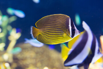 チョウチョウウオ