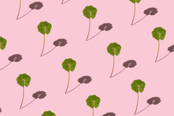 Four leaf clover on pink background with mid sharp shadow. Seamless pattern