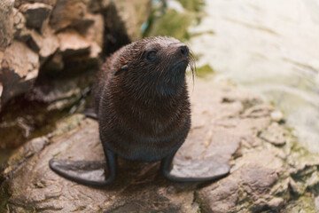 ミナミアメリカオットセイの赤ちゃん