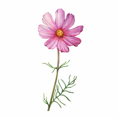 Fototapeta premium Branch with pink flower of cosmea (Cosmos bipinnatus, Mexican aster, garden cosmos). Watercolor hand drawn painting illustration isolated on white background.