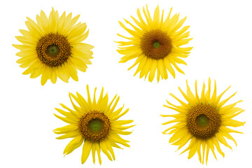 Yellow Sunflower on white background. Photo with clipping path.