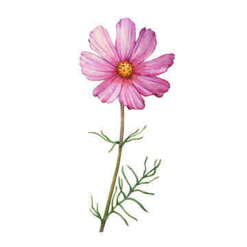 Branch with pink flower of cosmea (Cosmos bipinnatus, Mexican aster, garden cosmos). Watercolor hand drawn painting illustration isolated on white background.
