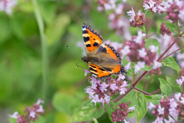 Purple flowers of origanum vulgare or common oregano, wild marjoram. Sunny day