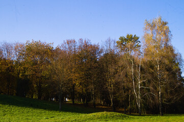Fototapeta na wymiar Autumn landscape with trees on a sunny day.3