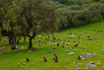 BABUINO GELADA -  Gelada Baboon (Theropithecus gelada), Parque Nacional Montañas Simien, Etiopia, Africa