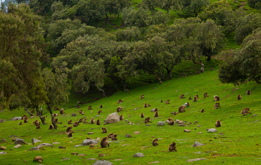 BABUINO GELADA -  Gelada Baboon (Theropithecus gelada), Parque Nacional Montañas Simien, Etiopia, Africa