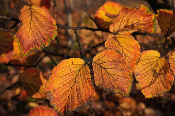 beautiful various colors of autumn leaves in a park