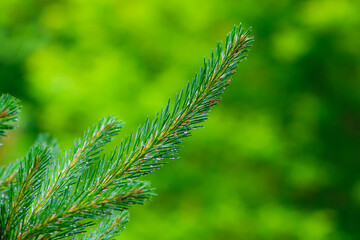 
thorny green branch of a Christmas tree with dew drops