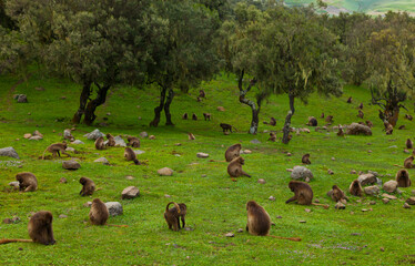 BABUINO GELADA -  Gelada Baboon (Theropithecus gelada), Parque Nacional Montañas Simien, Etiopia, Africa