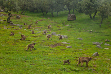 BABUINO GELADA -  Gelada Baboon (Theropithecus gelada), Parque Nacional Montañas Simien, Etiopia, Africa