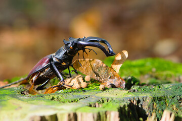 
stag beetle on an old tree stump with green moss