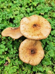 Pilz 4