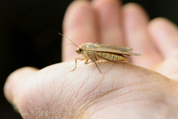 
mole sitting on a man's hand close-up
