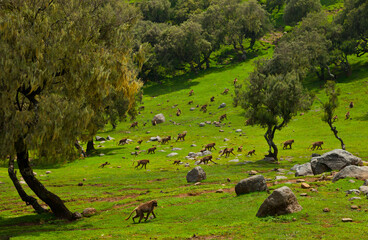 BABUINO GELADA -  Gelada Baboon (Theropithecus gelada), Parque Nacional Montañas Simien, Etiopia, Africa