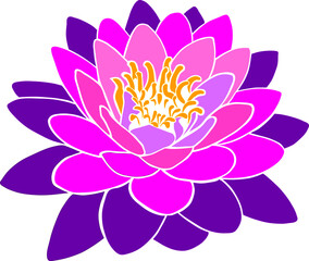 water lily flower vector illustration