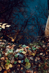 Moody nature photography with dark water and ground with fallen leaf. Autumn season, top view.