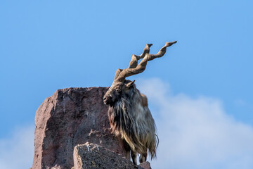 Markhor (Capra falconeri)