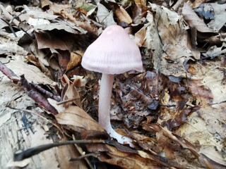 Pilz 7