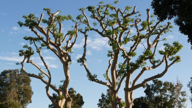 Large weird coral trees in Embarcadero Marina park near USS Midway and Convention Center, Seaport Village, San Diego, California USA. Big unusual strange tree near Unconditional Surrender Statue.