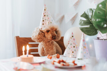 apricot poodle dog celebrates its birthday with cake, bones and candles.