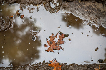 fallen leaf in a puddle after rain, natural background