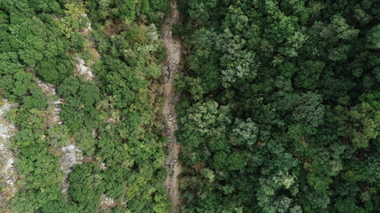 Bird eye view of the green forest and riverside. Top view of the forest and nature
