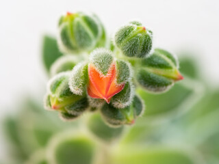 Echeveria setosa, Mexican fire cracker, blossom of succulent plant