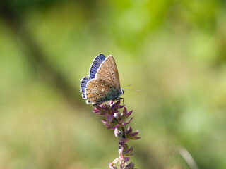 Adonis blue (Polyommatus bellargus) butterfly in meadow