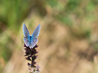 Adonis blue (Polyommatus bellargus) butterfly in meadow