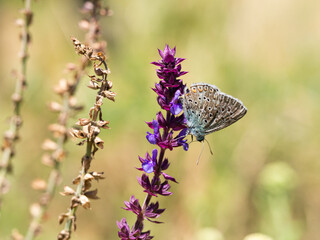 Adonis blue (Polyommatus bellargus) butterfly in meadow