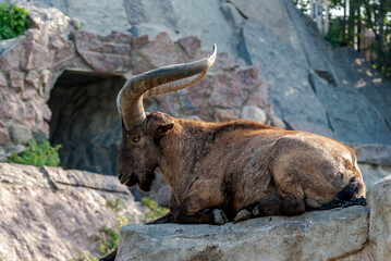 East Caucasian Tur (Capra cylindricornis)