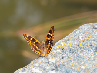 Lesser purple emperor butterfly (Apatura ilia)