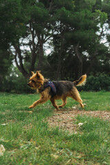 A Yorkshire terrier dog walking down the mountain