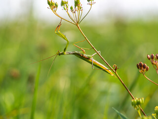 Praying mantis (Mantis religiosa) on plant