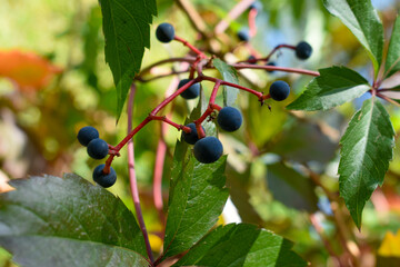 Girlish grapes with berries close-up