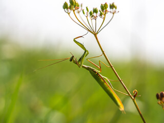 Praying mantis (Mantis religiosa) on plant