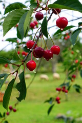 Rote reife Kirschen hängen am Zweig eines Kirschbaums , sehr rot sehr süß