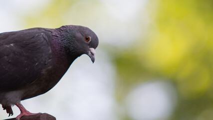 Obraz premium pigeon in the park
