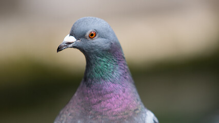close up of a pigeon (Columbidae)