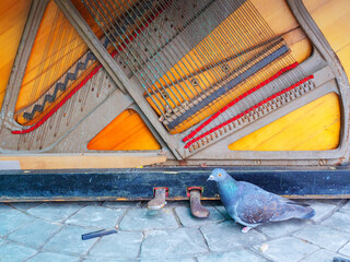 The bottom of an old ruined piano and a dove next to it
