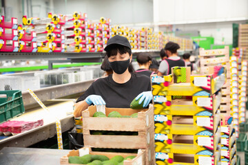 Diligent efficient positive woman in protective mask lays out avocado fruits in boxes at warehouse