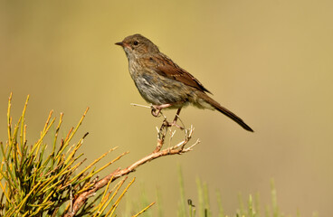 joven alcaudon en el campo