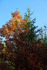 Autumn in the pine forest