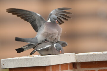 celo de paloma torcaces